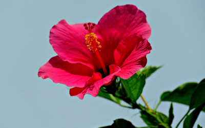 美しい 花